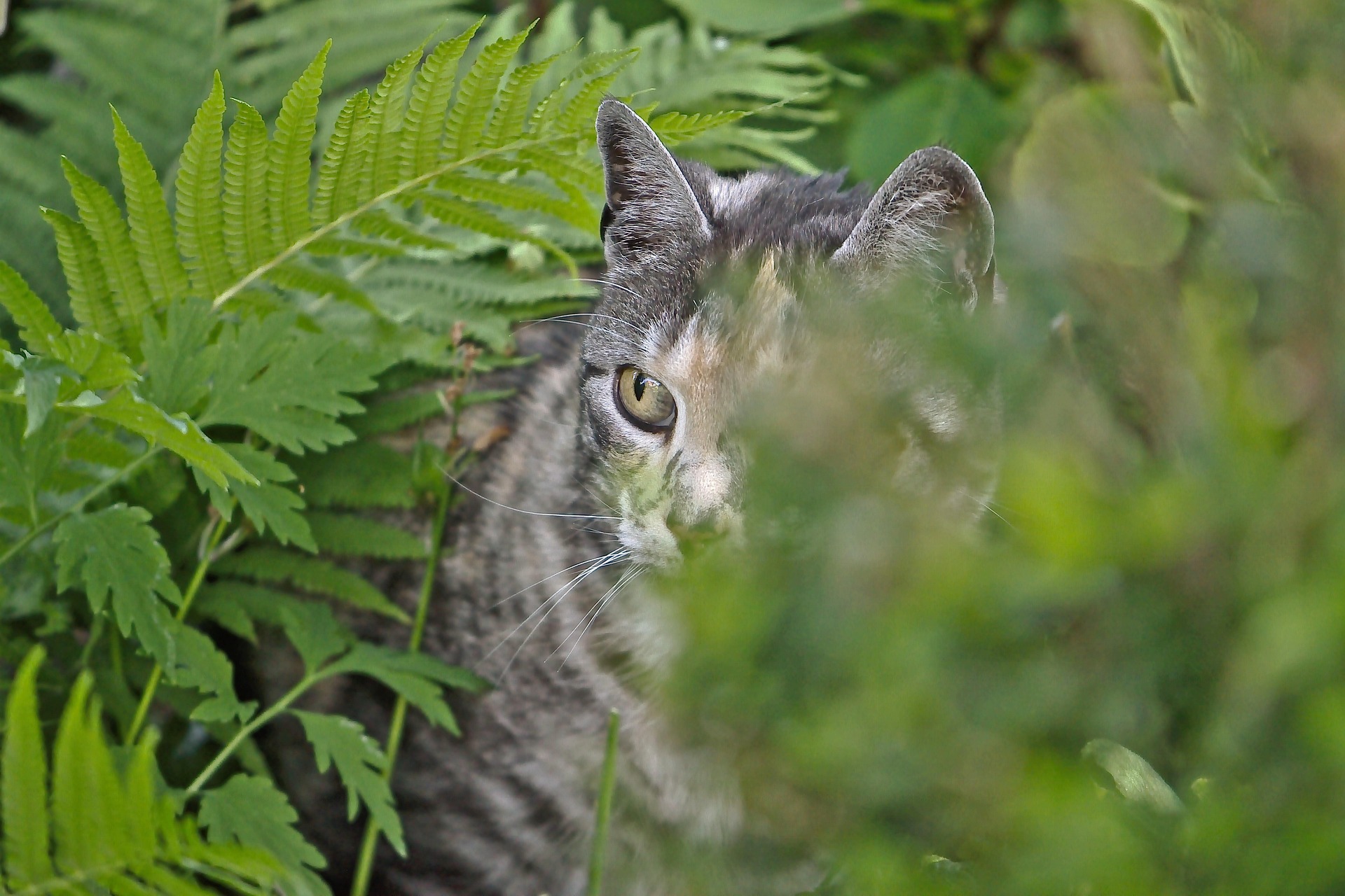Ending Australia’s Cat-Driven Extinction Crisis